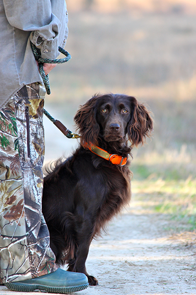 Boykin spaniel 2024 turkey hunting